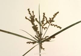 Image result for Cyperus cyperoides