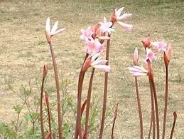 Image result for Tulbaghia alliacea