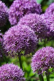 Giant online kaufen & täglich von neuen angeboten profitieren! Allium Planting And Advice On How To Care For This Beautiful Purple Bloom