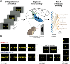 Firefighters were immediately on the scene but could not control the fire in sbg2. A Potential Cortical Precursor Of Visual Word Form Recognition In Untrained Monkeys Biorxiv