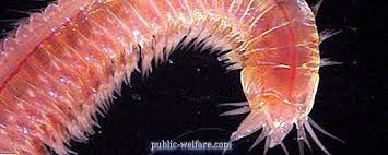 In particular, they need oxygen just like humans. Nereid Sea Worm Description Nature 2021