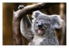 Pin Di Jolly Janson Su Koala Love Animali