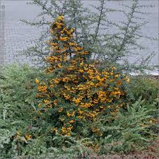 Image result for Pyracantha coccinea soleil d'or