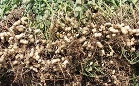 Check spelling or type a new query. Peanut Farming Groundnut Information Guide Asia Farming