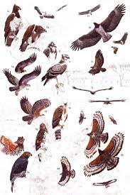 Falcon ridge is a bird of prey centre in the champagne valley that includes large birds rehabilitated from injury, and provides an excellent opportunity to see these magnificent sky warriors in action. African Raptors Nhbs Field Guides Natural History