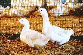 Grimaud started with muscovy ducks and became the world's leader in muscovy breeding (france consumes much more muscovy than pekin duck meat). Metzer Farms Duck And Goose Blog Our Pekin Duck Breeding Program