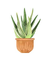 Check spelling or type a new query. Aloe Plant