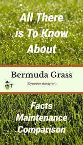 Bermuda Grass Facts Maintenance Comparison Progardentips Bermuda Grass Bermuda Grass Care Grass Care