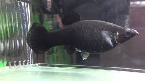 Black Molly Giving Birth Hd Youtube