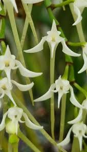 Image result for Cyrtorchis praetermissa