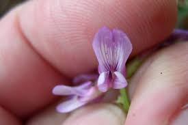 Image result for Volkiella disticha