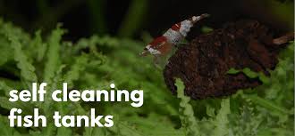 It depends how extensively you want to clean. Self Cleaning Fish Tanks The Ultimate Review Guide