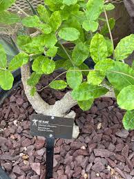 Image result for Cibirhiza