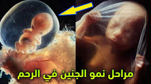 مراحل نمو الجنين داخل الرحم مشاهد تراها لأول مرة في حياتك سبحان الله Youtube