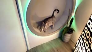 Training your cat to the exercise wheel duration: 10 Fun Diy Cat Wheel Ideas You Can Make On A Budget