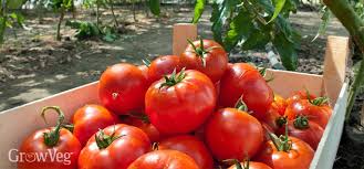 Check spelling or type a new query. Troubleshooting Tomato Problems
