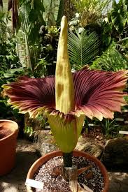 This rare flower is found in the rainforests of indonesia. 25 Fun Facts About Flowers Gardening Channel