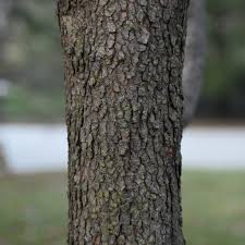 Image result for tree bark