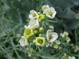 Image result for Crambe hispanica