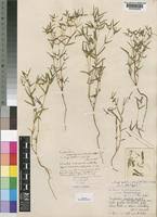 Image result for Euphorbia eylesii