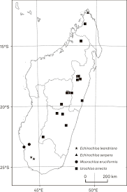 Image result for Moorochloa eruciformis