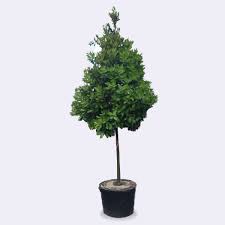 Image result for Calophyllum