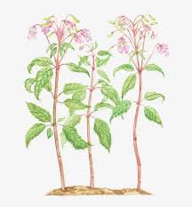 Image result for Balsaminaceae