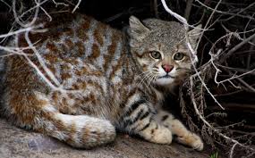It is named after the pampas, but occurs in grassland, shrubland, and dry forest at elevations up to 5,000 m (16,000 ft). English Below Peruvian Desert Cat El Gato Del Desierto ÙÛØ³Ø¨ÙˆÚ©