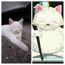 Check spelling or type a new query. I Found The Real Life Korin From Dbz Imgur