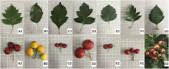 Image result for Crataegus