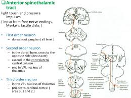 Ascending And Descending Tracts Of Spinal Cord