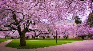 We did not find results for: Taman Sakura Cibodas Yuk Ke Taman Cantik Ini Sentul City