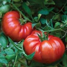 Image result for tomato Piccadilly