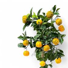 Image result for Citrus × aurantium