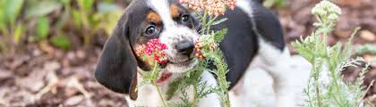 No appointment is needed for this service. Pet Food Pantry Chesapeake Humane Society