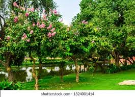Image result for Handroanthus sp. near impetiginosus