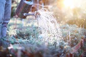 After the onset of active vegetation, the beds are watered once a week. How Often Should I Water My Vegetable Garden Gardening Tips