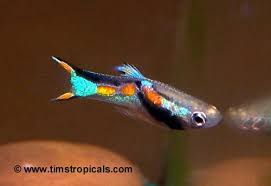 Pin By John Sperguiro On Cool Fish Tropical Fish Betta Aquarium Cool Fish