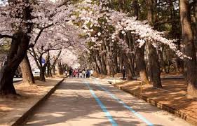 Namanya adalah jinhae gunhangje festival, kamu bisa hadir sambil menikmati makanan khas korea. Musim Semi Di Korea Selatan Yuktravel Com