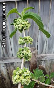 Image result for Vangueria