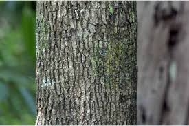 Image result for Pleurostylia