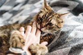 aggressives verhalten der katze nach der kastration warum was tun