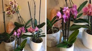 Minuta, usata per i semenzai e per le orchidee con le radici sottili (tipo a esempio l'odontoglossum); Orchidee Come Curarle E Mantenerle Bene Consigli Facili Ed Efficaci