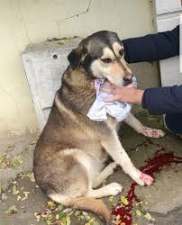 Em Pati On Twitter Istanbullu Seri Hayvan Katili Fatma Corekci Bir Kopegi Daha Kesti Bu Katili Yakalamak Icin Bir Insani Kesmesini Mi Bekliyorsunuz Bu Canin Tepeoren Barinagi Nda Tedavide Oldugunu Ogrendik Empati Hayvanasiddetsuctur