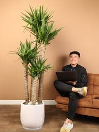 Image result for Yucca