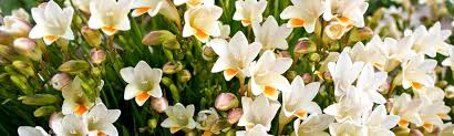 Image result for Freesia grandiflora