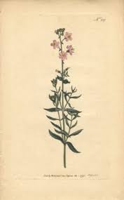 Image result for Buchnera