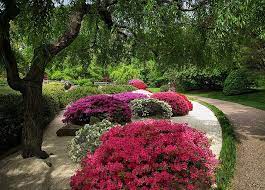 Azaleas In Japanese Garden By Tim Archibald Via Flickr Azaleas Japanese Garden Japanese Garden Zen