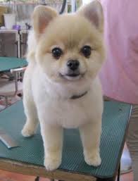 Hair Color Highlights For Grey Going Gray 34 Ideas In 2020 Cute Pomeranian Pomeranian Puppy Pomeranian Dog