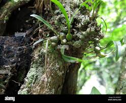 Image result for Polystachya ottoniana